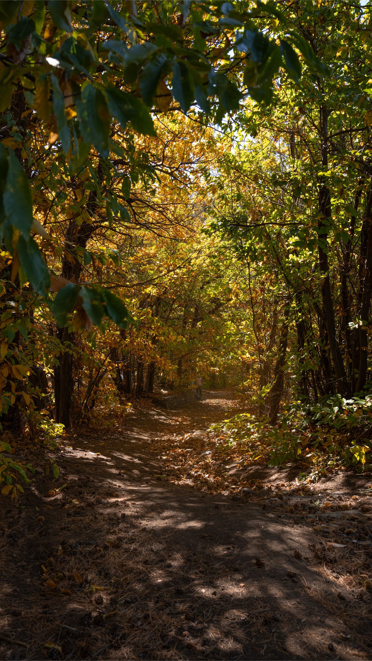 Sentiero nel bosco autunnale, Etna, fotografia naturalistica contemplativa.